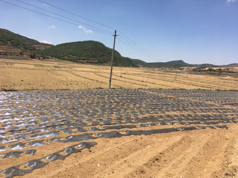 200亩蔬菜用地出租，可分租，立地条件好