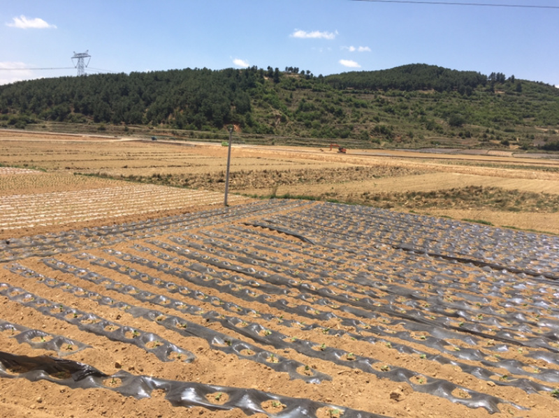 200亩蔬菜用地出租，可分租，立地条件好