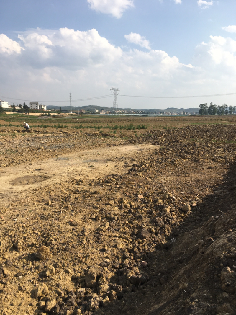 200亩蔬菜用地出租，可分租，立地条件好