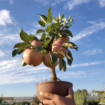 山东省临沂市罗庄区苹果盆景培育基地，一手货源！免费技术指