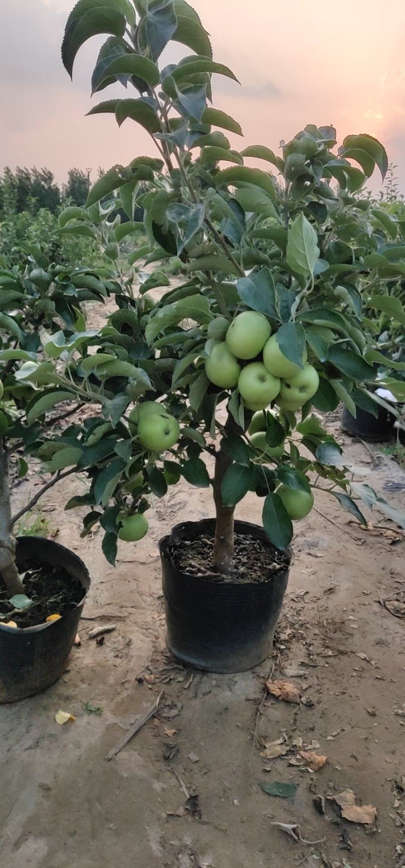 山东省临沂市罗庄区苹果盆景培育基地，一手货源！免费技术指