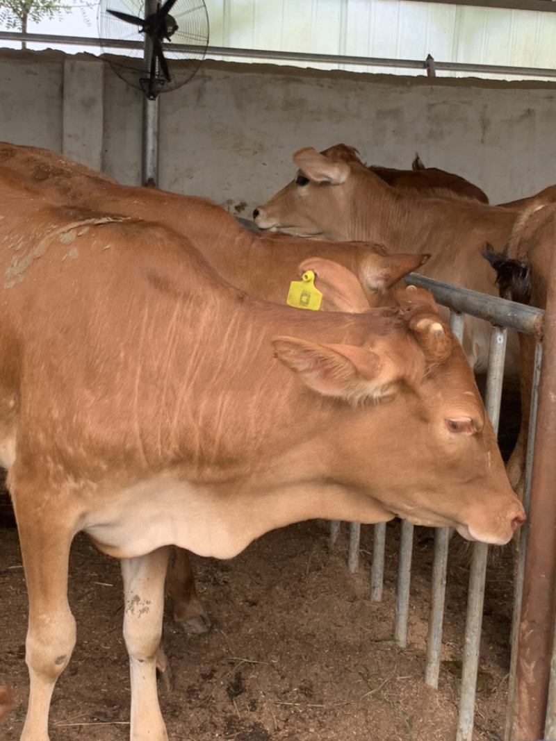 肉牛犊买十送二小黄牛批发鲁西黄牛怀孕母牛全国包运