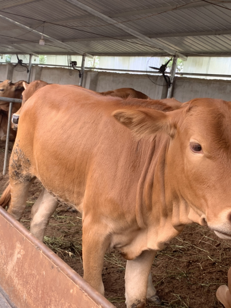肉牛犊买十送二小黄牛批发鲁西黄牛怀孕母牛全国包运
