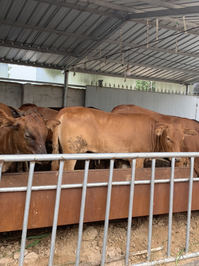 肉牛犊买十送二小黄牛批发鲁西黄牛怀孕母牛全国包运