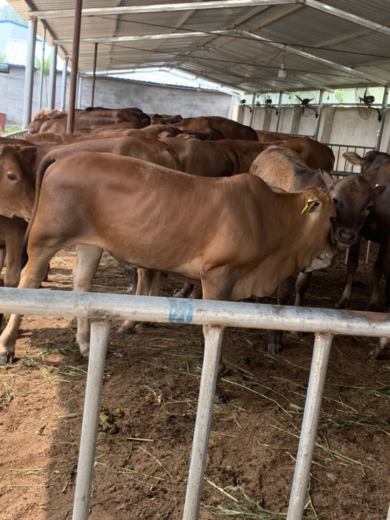 肉牛犊买十送二小黄牛批发鲁西黄牛怀孕母牛全国包运