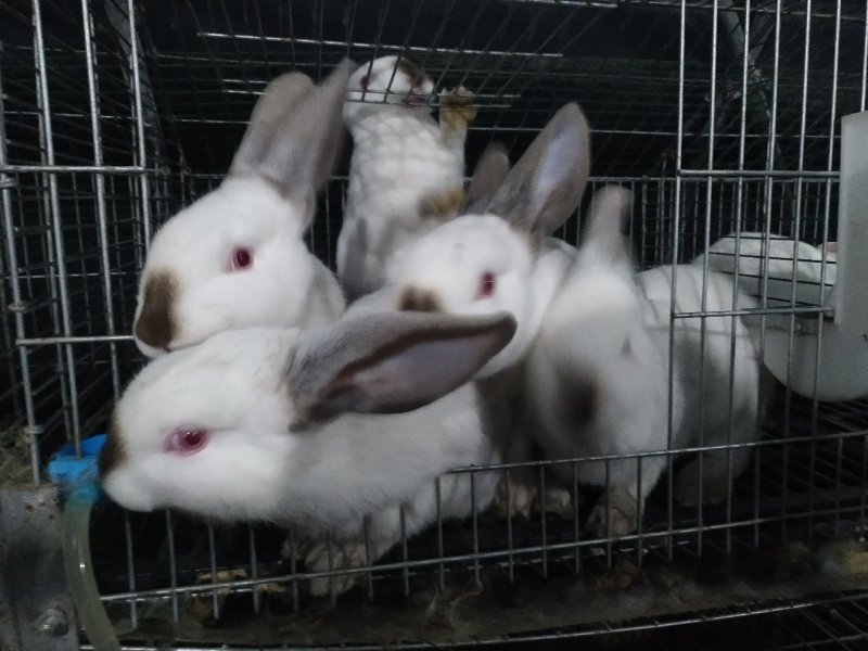 供应伊普吕肉兔，优质商品兔，肉质鲜嫩出肉率高