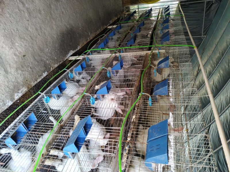 供应伊普吕肉兔，优质商品兔，肉质鲜嫩出肉率高