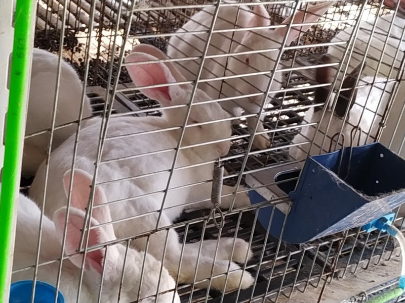 供应伊普吕肉兔，优质商品兔，肉质鲜嫩出肉率高