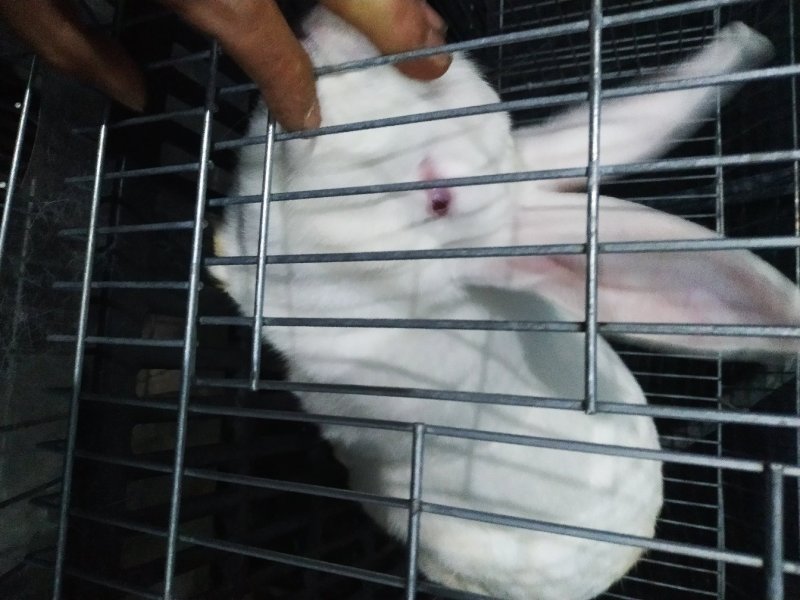 供应伊普吕肉兔，优质商品兔，肉质鲜嫩出肉率高