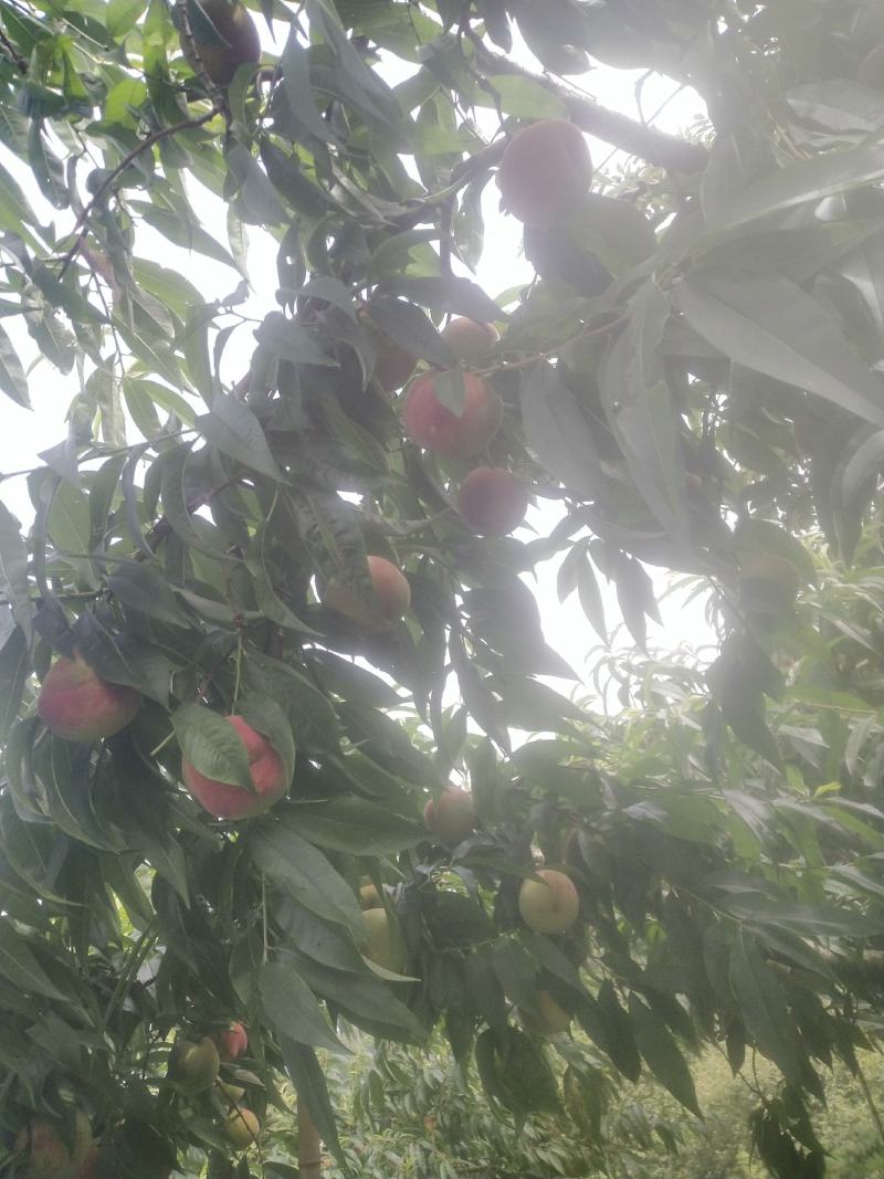 苹果桃大量上市了：欢迎新老客户订购：