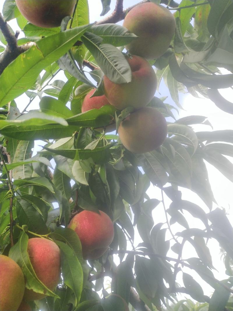 苹果桃大量上市了：欢迎新老客户订购：