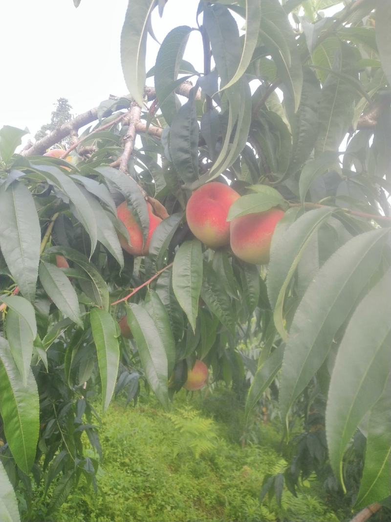 苹果桃大量上市了：欢迎新老客户订购：