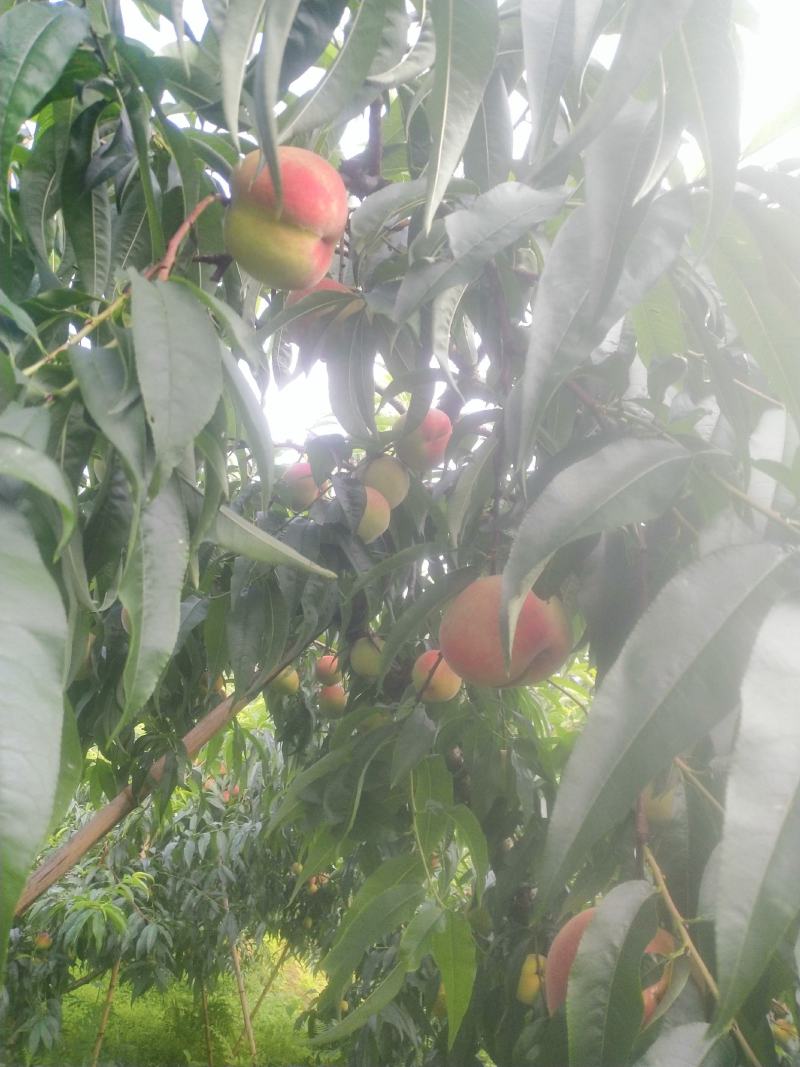 苹果桃大量上市了：欢迎新老客户订购：