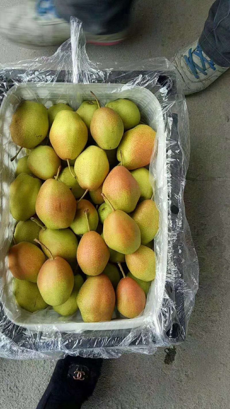 冷红香酥梨供应，陕西高坡红香酥梨供应价格红香酥梨基地价格
