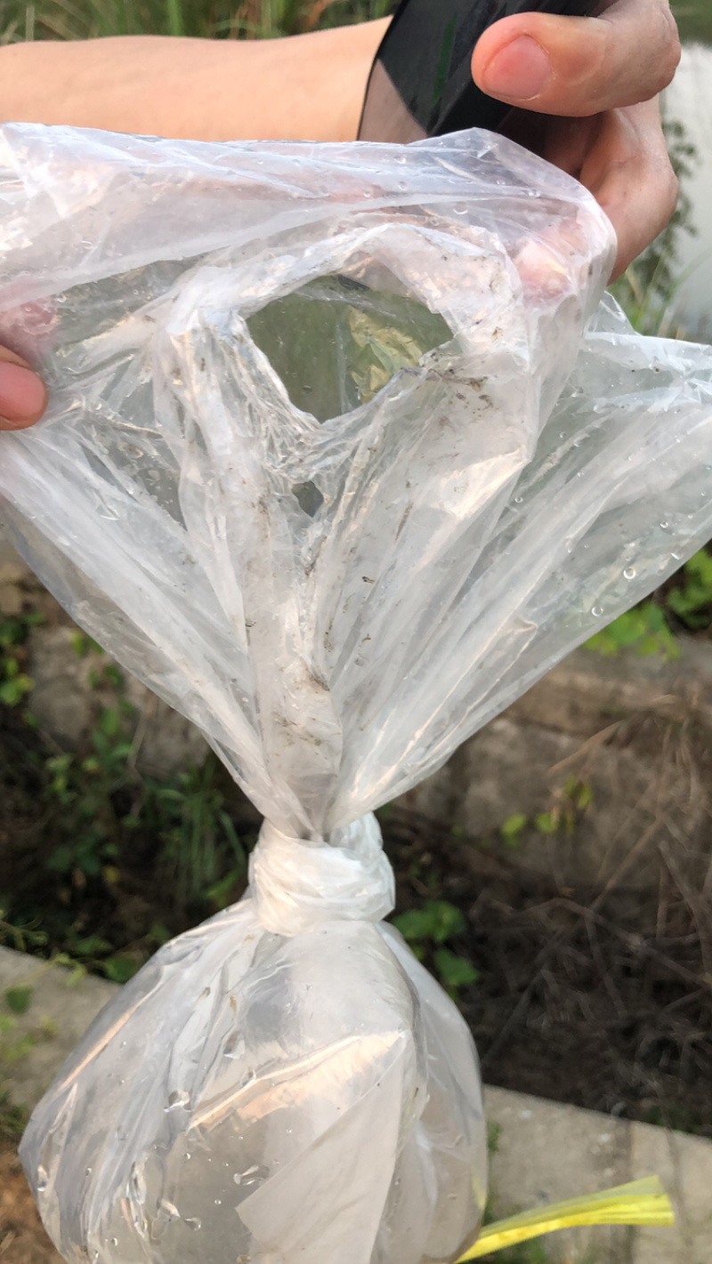 草鱼种鱼、抗病毒能力强、体型好、生长速度快
