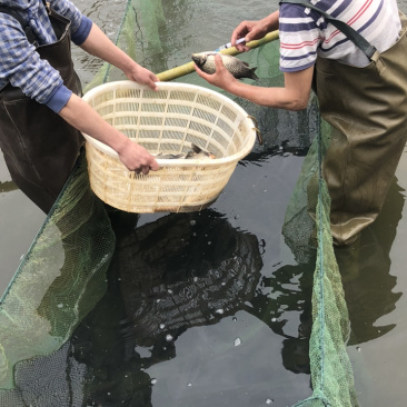 草鱼种鱼、抗病毒能力强、体型好、生长速度快