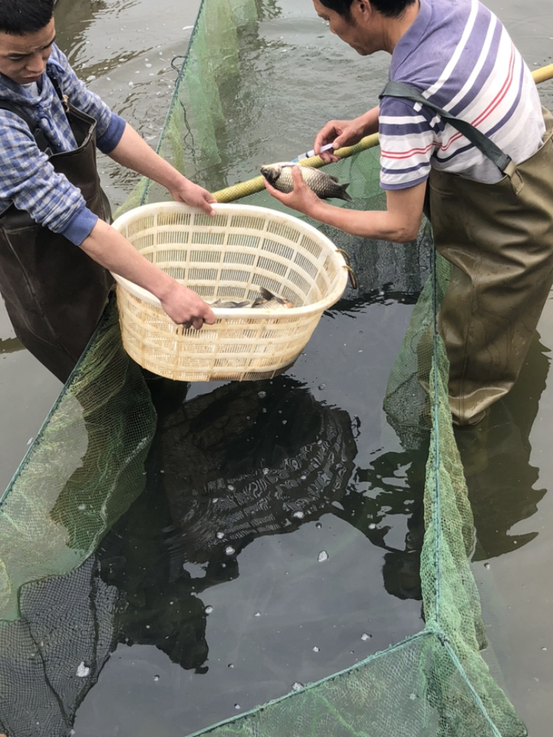 草鱼种鱼、抗病毒能力强、体型好、生长速度快