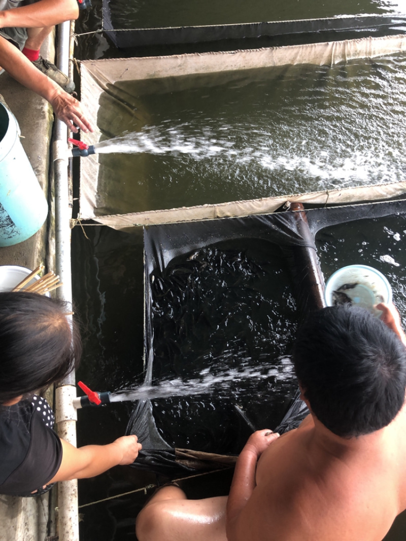 麦0水花、夏花、鳜鱼饵料鱼、各种规格有售，活力度强、水车