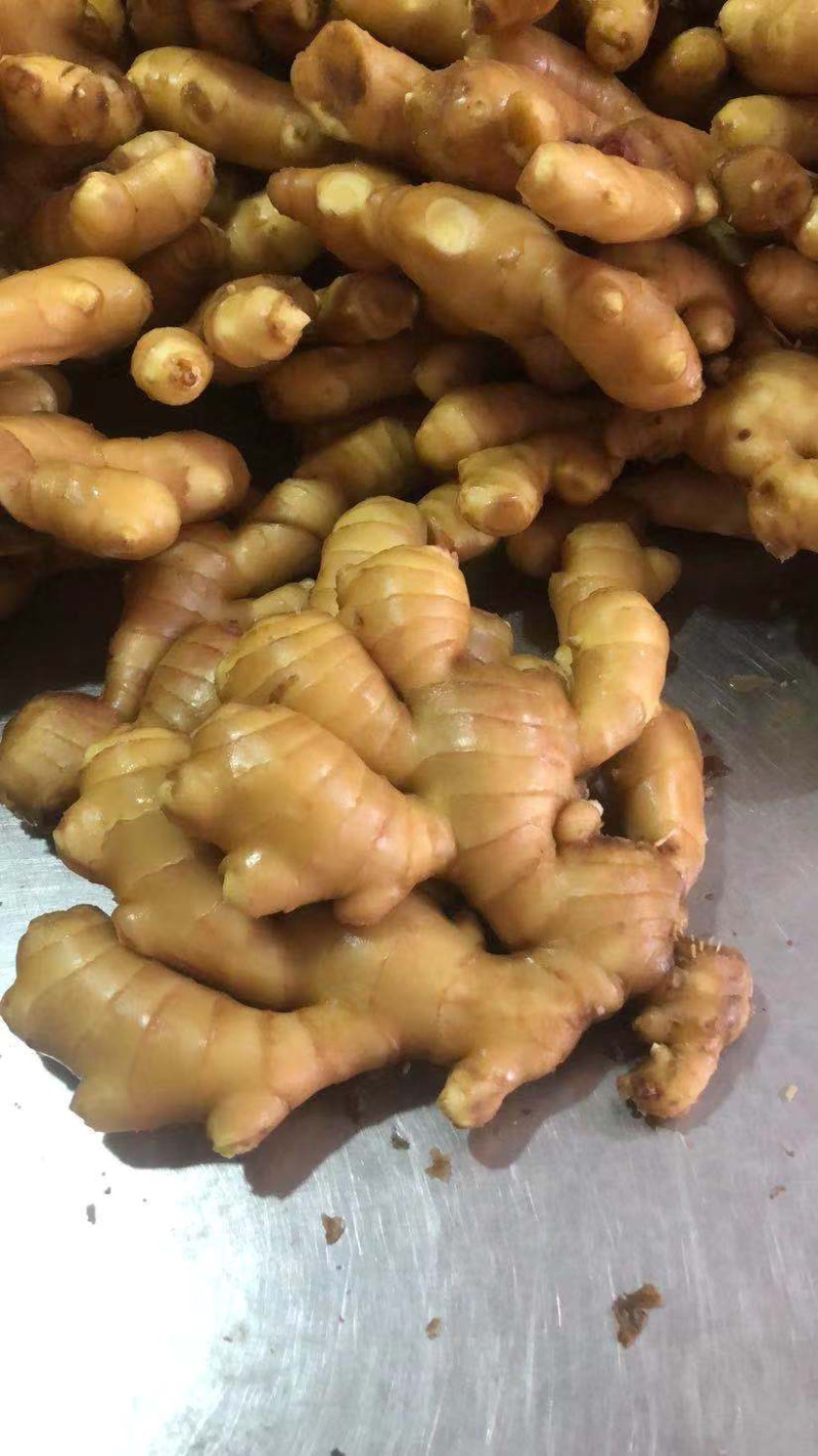 【精品】大黄姜保质保量产地直供量大从优