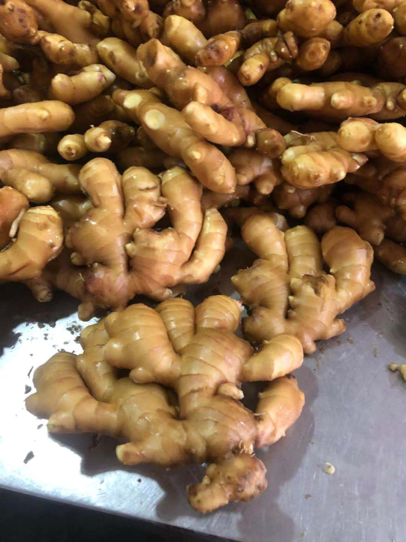 【精品】大黄姜保质保量产地直供量大从优