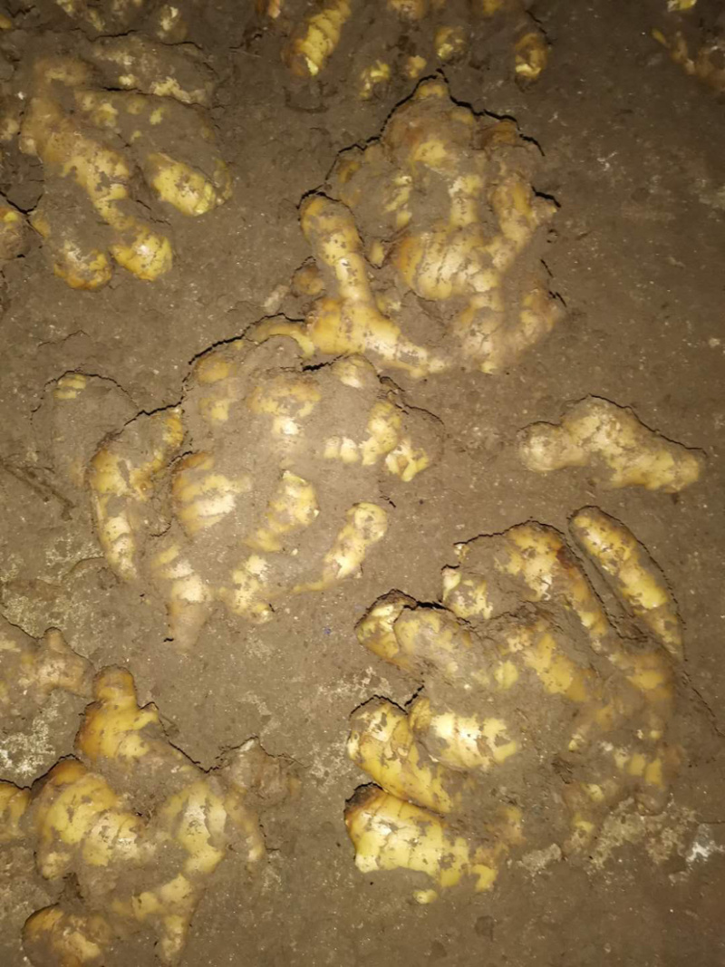 【精品】大黄姜保质保量产地直供量大从优