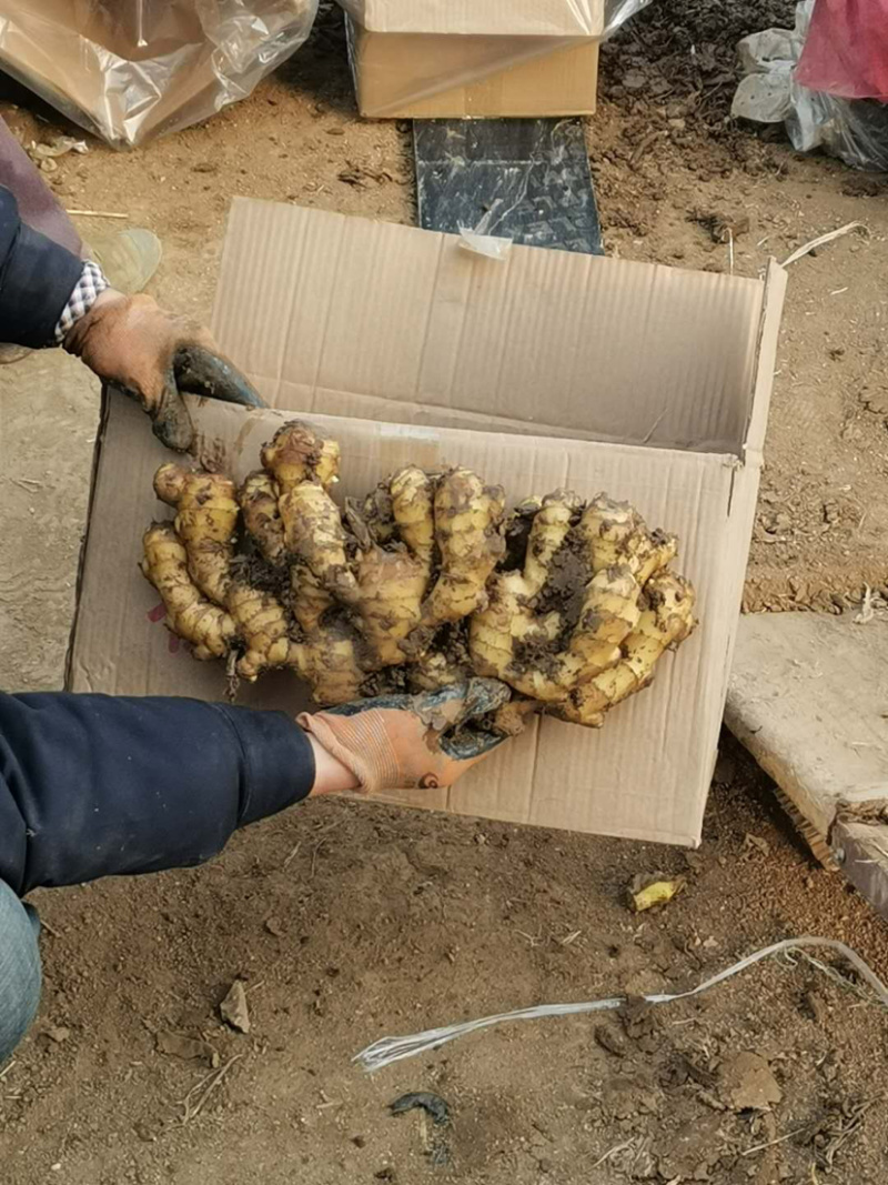 【精品】大黄姜保质保量产地直供量大从优