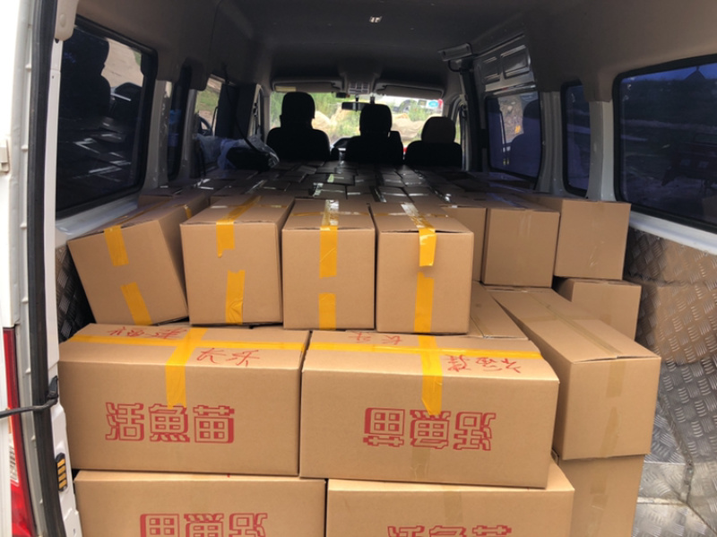 草鱼种鱼、抗病毒能力强、体型好、生长速度快