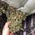 中药材雷公根枳雪草蹦大碗新货青绿色好货