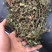 中药材雷公根枳雪草蹦大碗新货青绿色好货