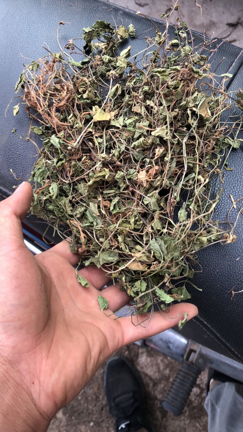 中药材雷公根枳雪草蹦大碗新货青绿色好货
