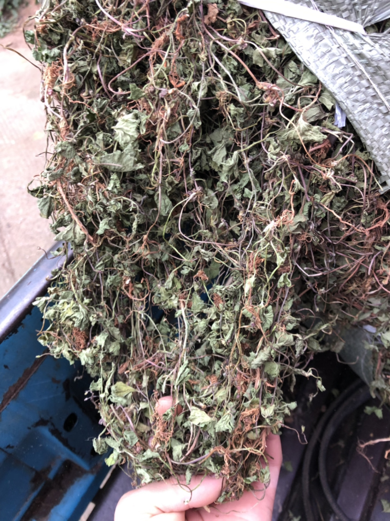 中药材雷公根枳雪草蹦大碗新货青绿色好货