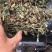 中药材雷公根枳雪草蹦大碗新货青绿色好货