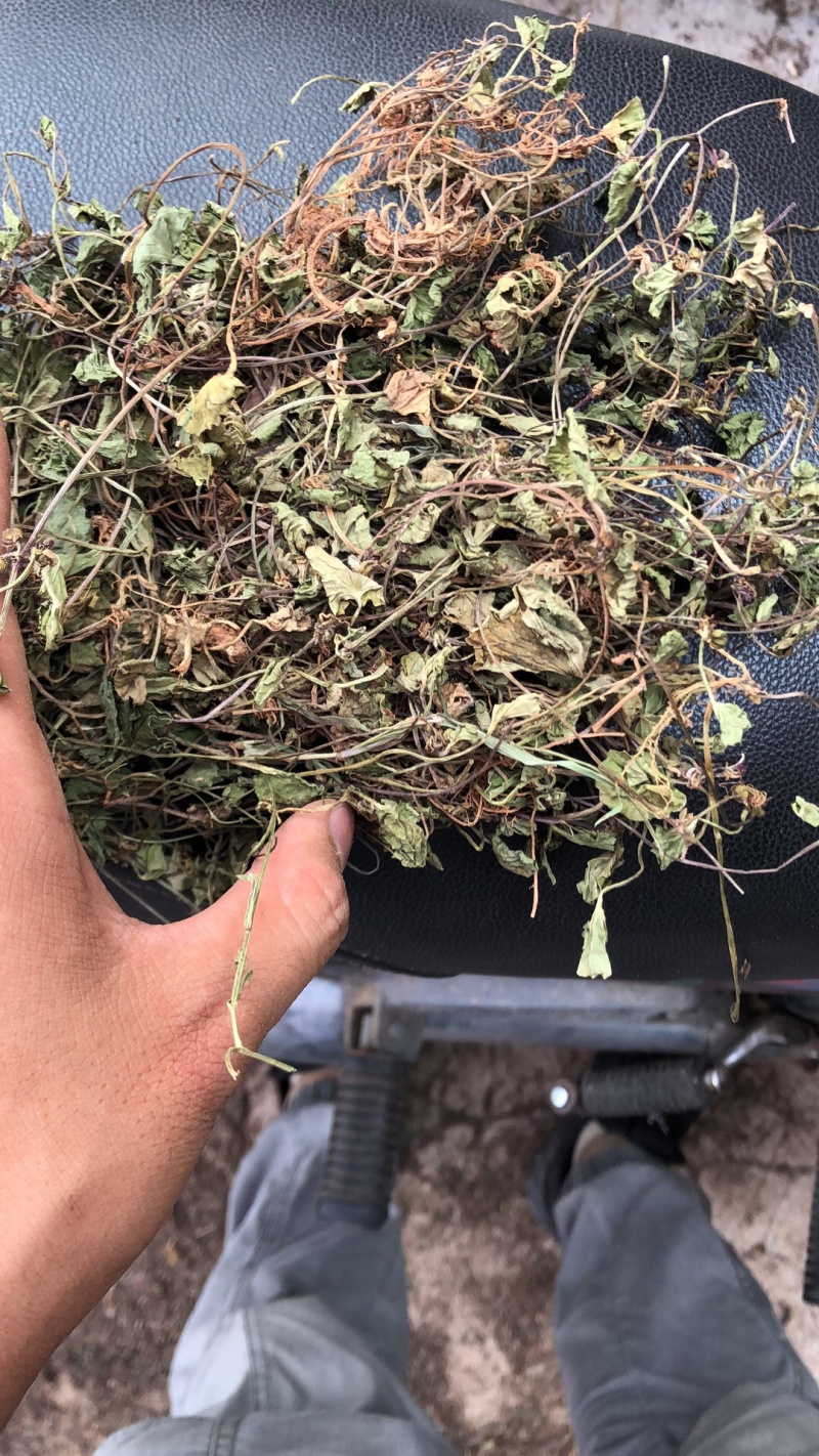 中药材雷公根枳雪草蹦大碗新货青绿色好货