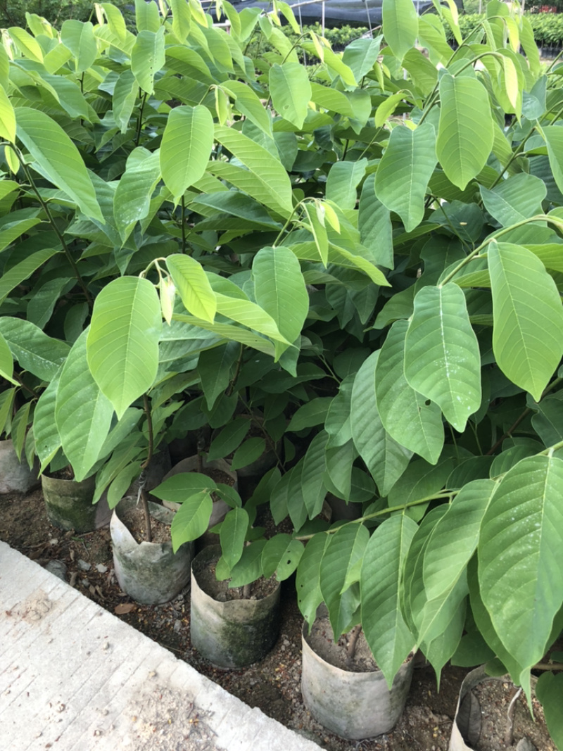 凤梨释迦苗释迦苗出自我们基地的苗都是正宗质量好的，