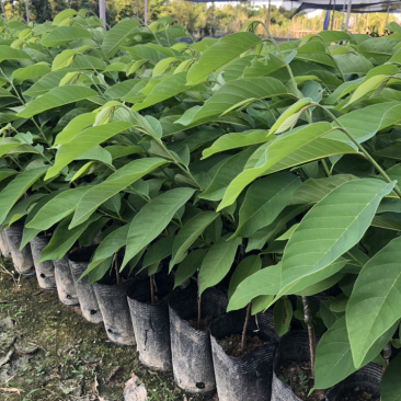 凤梨释迦苗释迦苗出自我们基地的苗都是正宗质量好的，