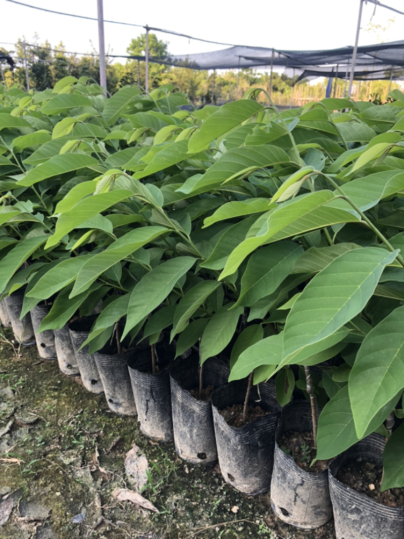 凤梨释迦苗释迦苗出自我们基地的苗都是正宗质量好的，