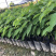 凤梨释迦苗释迦苗出自我们基地的苗都是正宗质量好的，