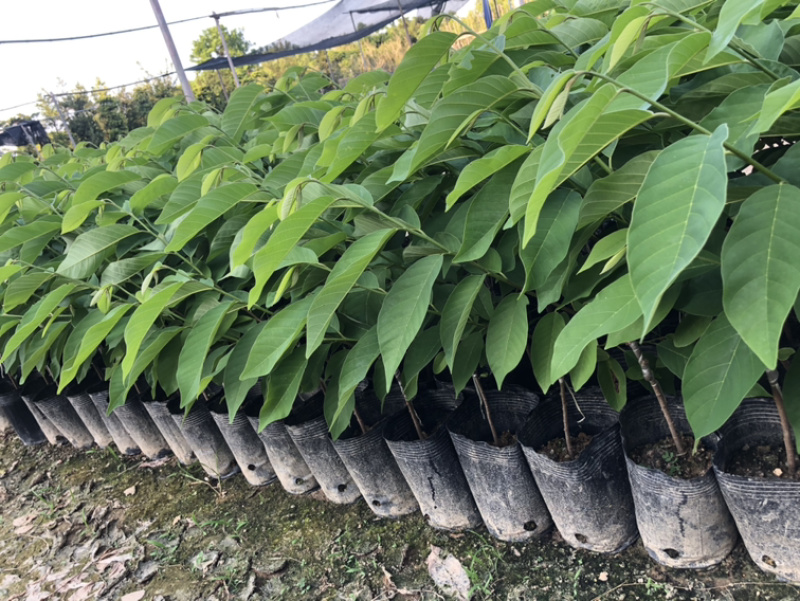 凤梨释迦苗释迦苗出自我们基地的苗都是正宗质量好的，