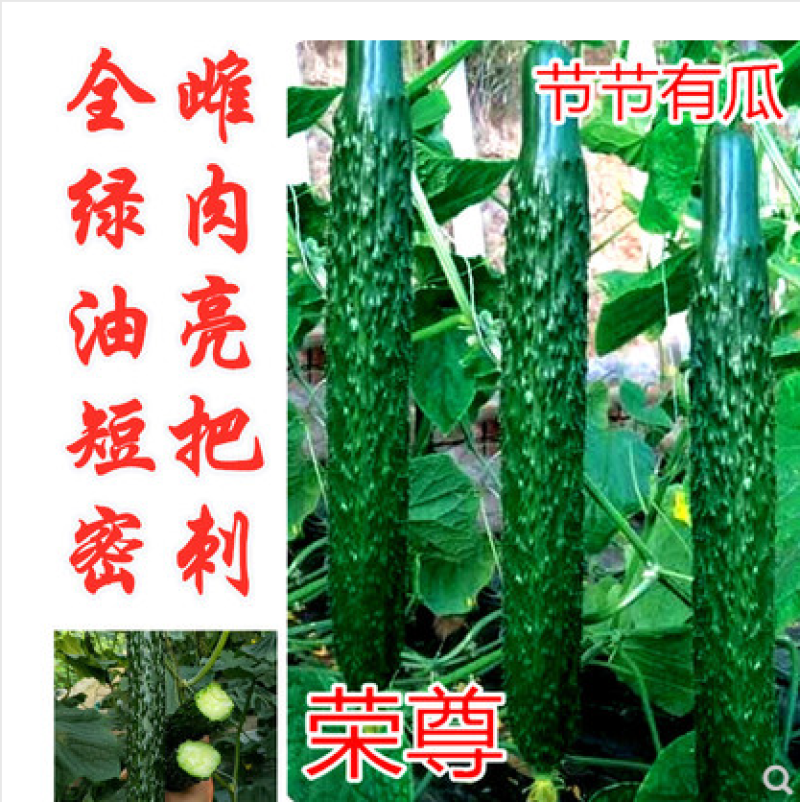 黄瓜种子黛丽全雌油亮青瓜种籽节节有瓜绿肉抗病高产