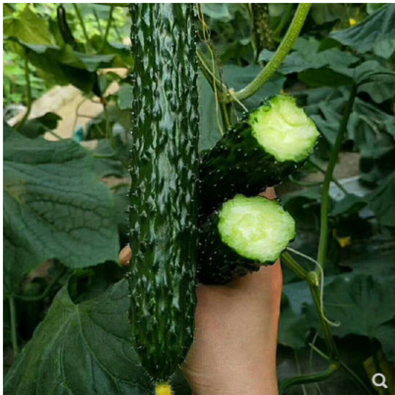 黄瓜种子黛丽全雌油亮青瓜种籽节节有瓜绿肉抗病高产