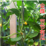 黄瓜种子黛丽全雌油亮青瓜种籽节节有瓜绿肉抗病高产
