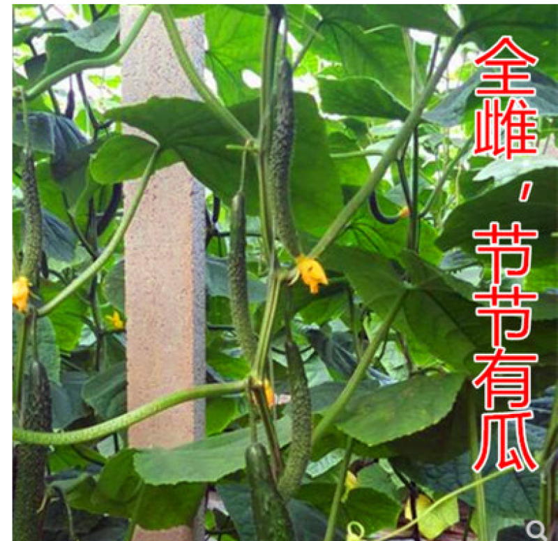 黄瓜种子黛丽全雌油亮青瓜种籽节节有瓜绿肉抗病高产