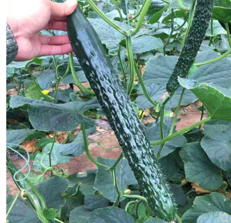 黄瓜种子黛丽全雌油亮青瓜种籽节节有瓜绿肉抗病高产