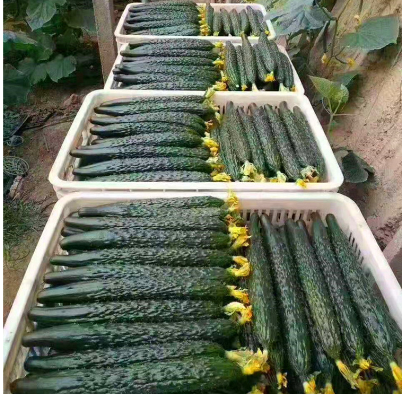 黄瓜种子黛丽全雌油亮青瓜种籽节节有瓜绿肉抗病高产