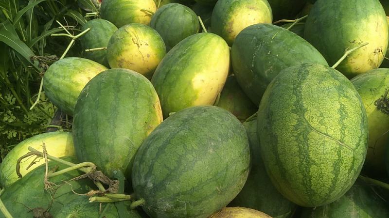 黄河滩西瓜70亩开园了，自己种的西瓜种