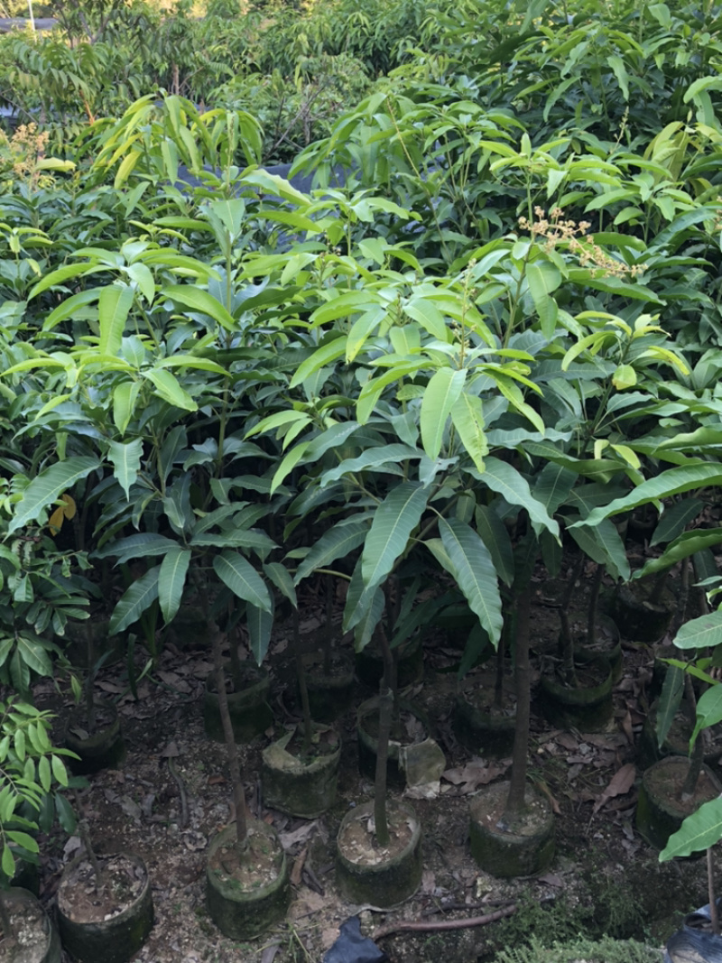 我们已经在新会办场差不多三十年，我们的苗都是质量好，品种