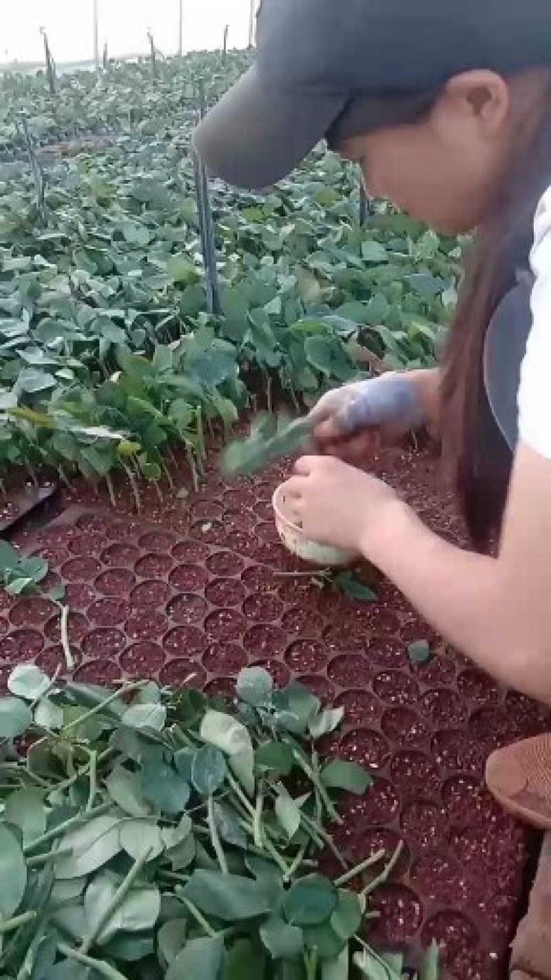 基地玫瑰花种苗，自产自销，假一赔百，一个品种一百棵起包邮