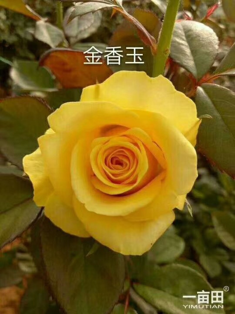 基地玫瑰花种苗，自产自销，假一赔百，一个品种一百棵起包邮
