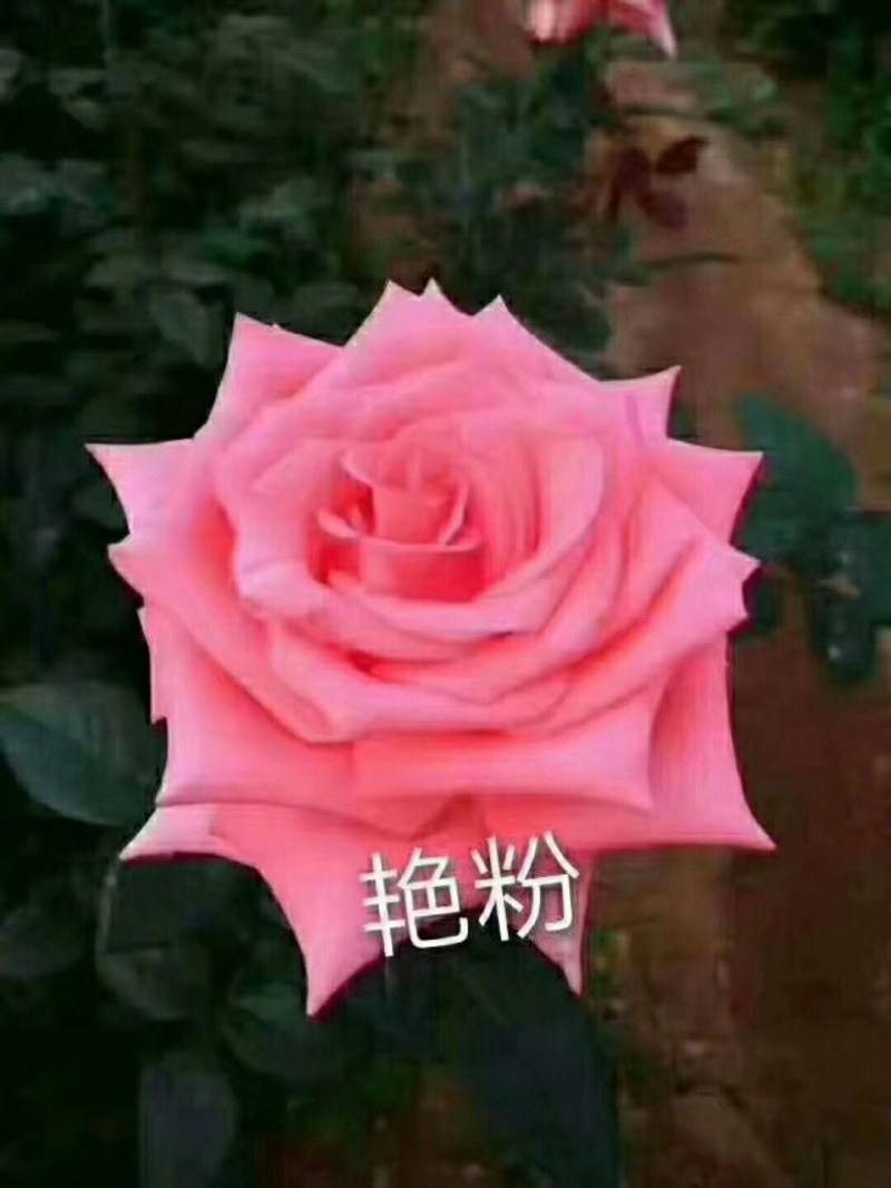基地玫瑰花种苗，自产自销，假一赔百，一个品种一百棵起包邮