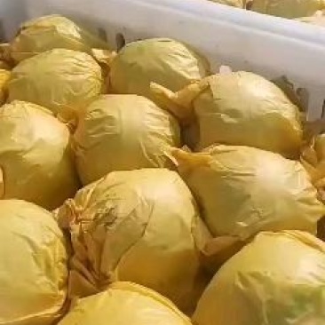套袋青皇冠梨，现在进入中期口感好个头大